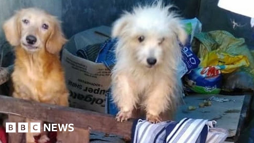 India's 'biggest' pet rescue operation in Kerala floods - BBC News India's 'biggest' pet rescue operation in Kerala floods - BBC News
