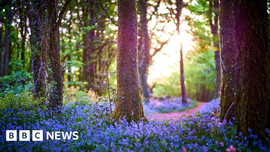 Climate change: Wales lags behind on planting new trees - BBC News