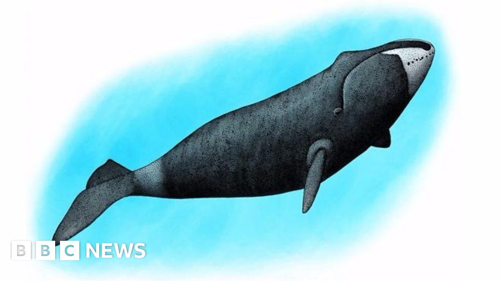 The varied songs of the bowhead whale - BBC News