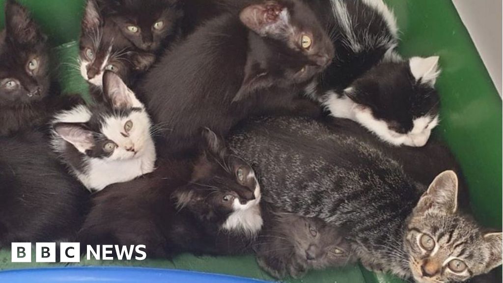 Second chance animal rescue sales swanley