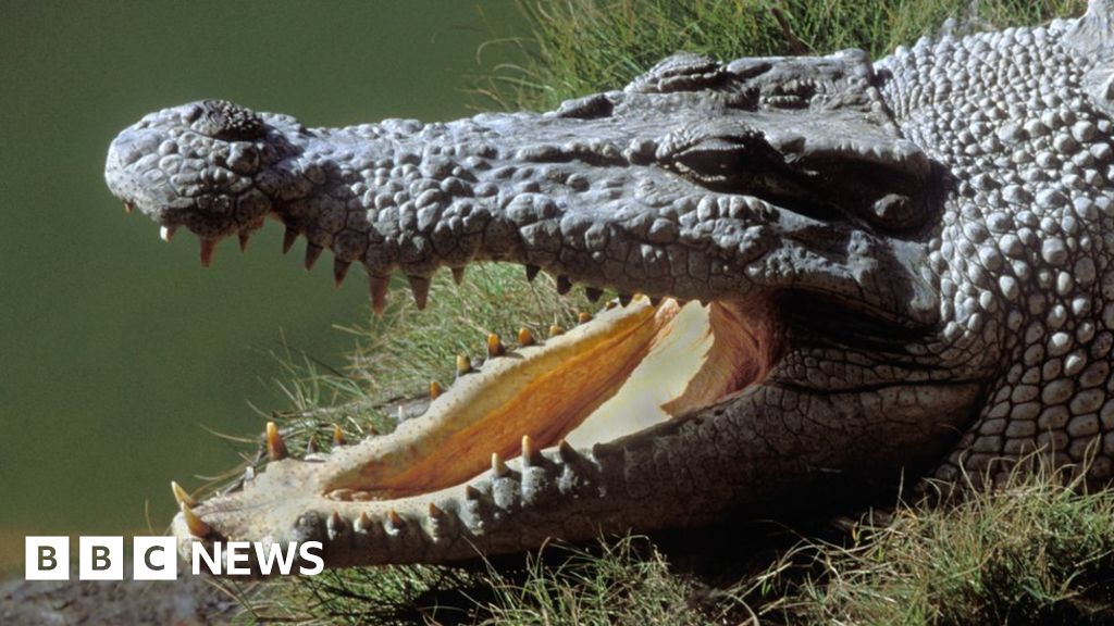 Missing Australian fisherman's body found in crocodile