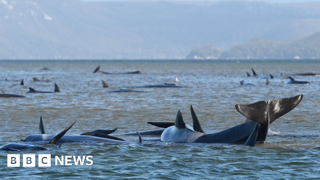 australia-whales-90-dead-in-mass-stranding-off-tasmania