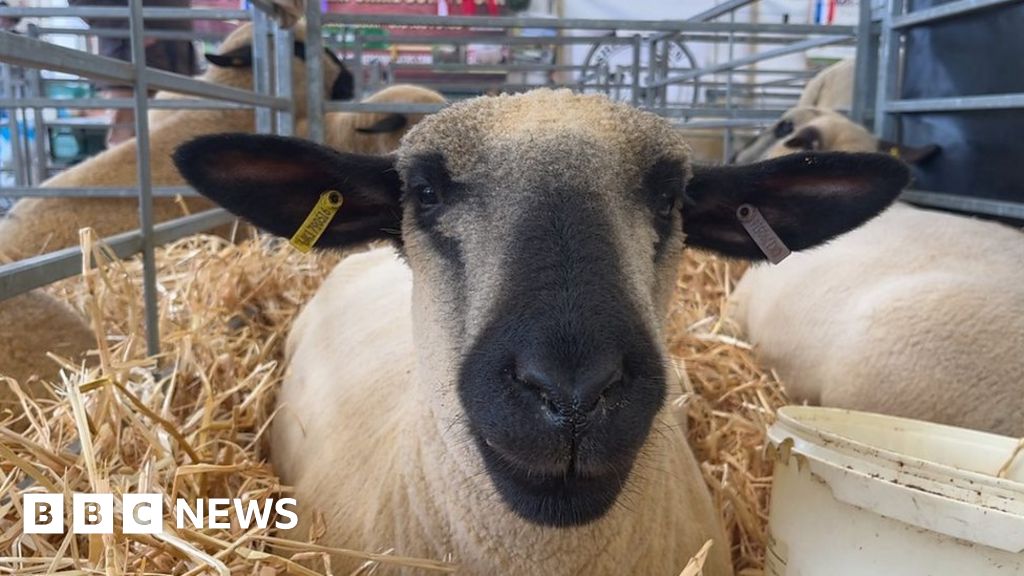 Sheep shearing and good food as Balmoral continues