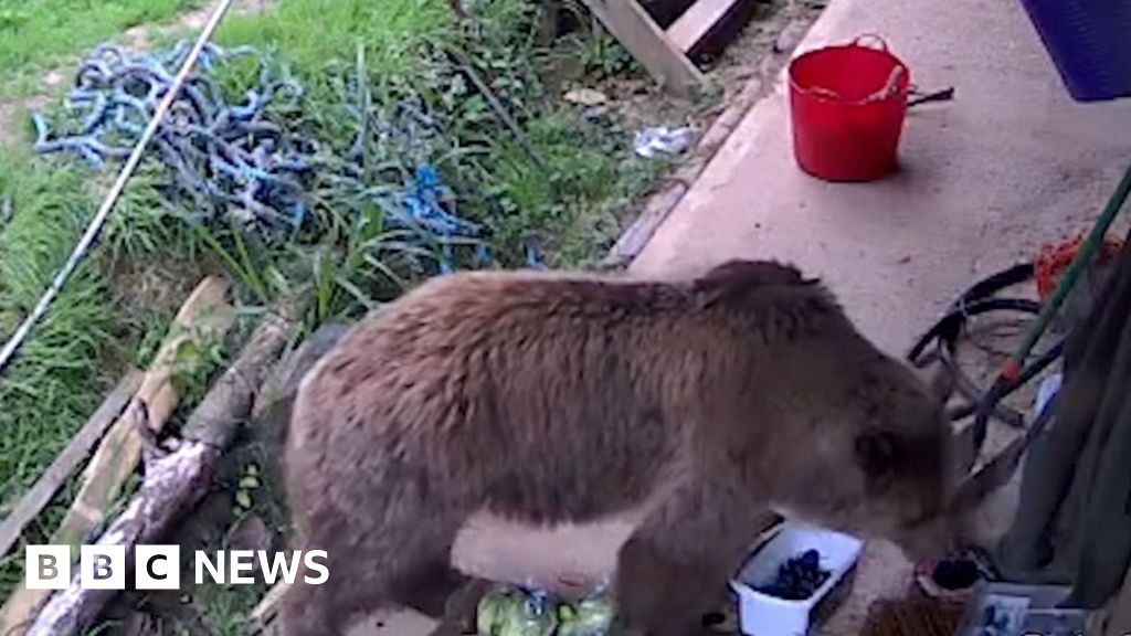 CCTV shows bears raiding supplies after enclosure escape