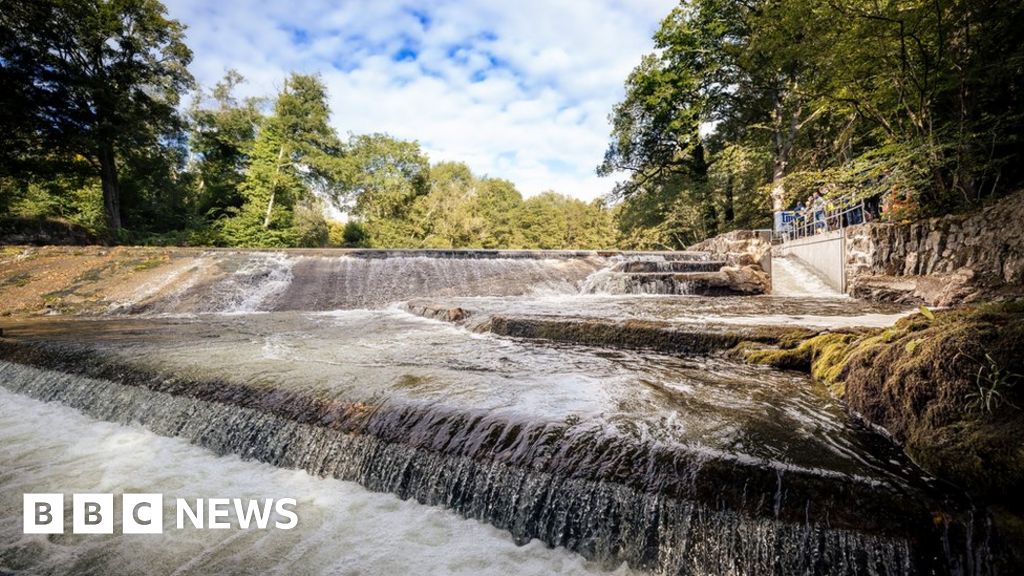 Buckfastleigh fish pass aims to stop fall in salmon population BBC News