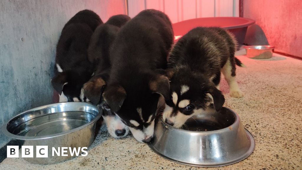Stewartstown dog pound sales