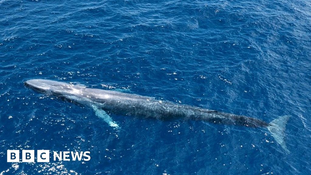 Blue whales: Ocean giants return to 'safe' tropical haven