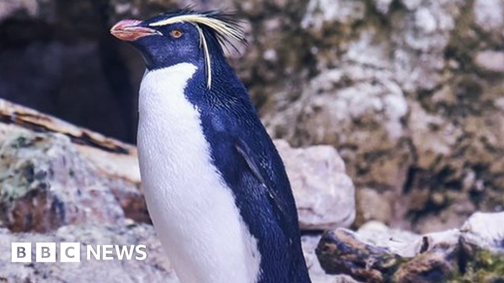 Endangered Northern Rockhopper penguin eggs hatch at Edinburgh Zoo