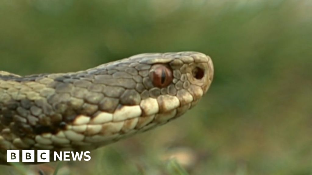 Adder bites woman at Whixall Moss in Shropshire BBC News