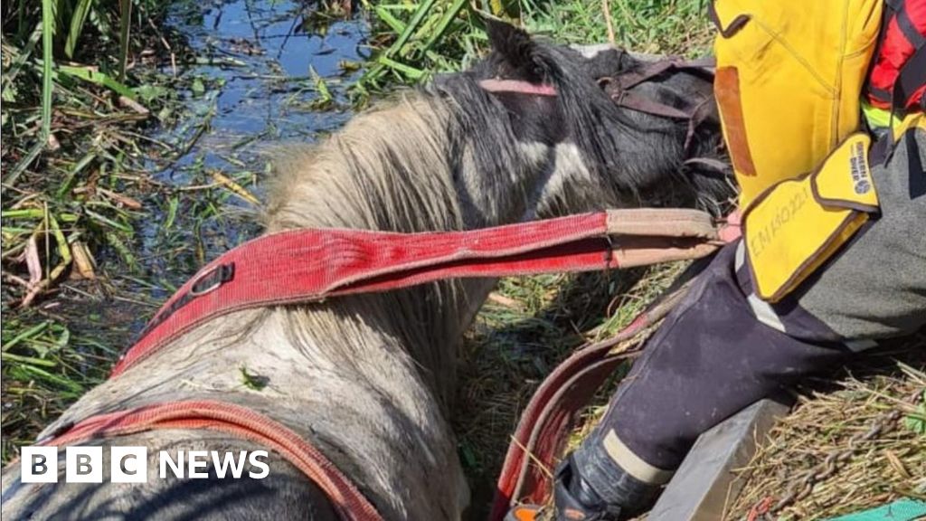 Horse stuck in Harringworth river winched to safety - BBC News