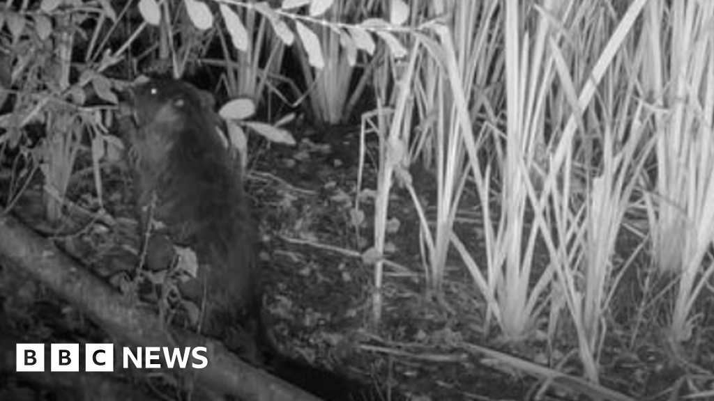 Delight as more baby beavers are born at Willington Wetlands