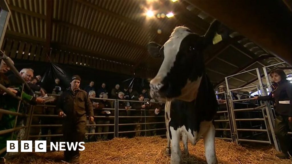 Dairy Industry Turns Sour For Herefordshire Farmer Bbc News 7929