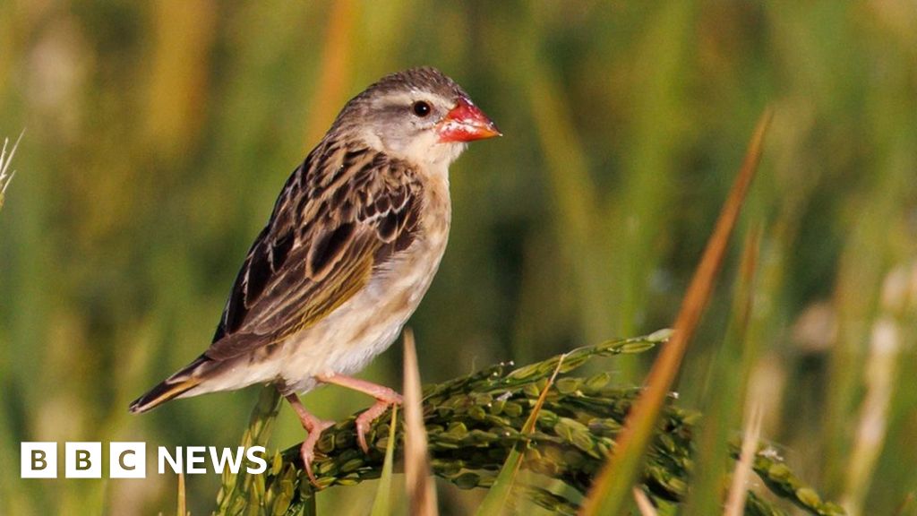 Kenyan rice farmers battle quelea birds in Kisumu - BBC News