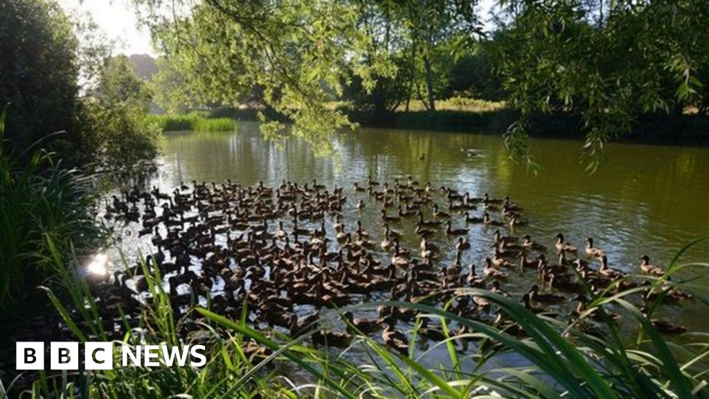 Ducks control River Glyme pondweed at Blenheim Palace BBC News