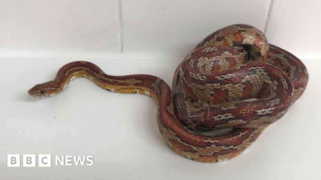 Wild footage shows snake slithering around toilet