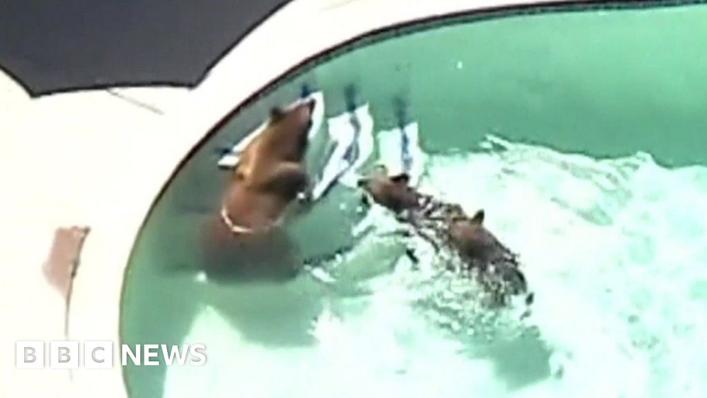 Bears Enjoy A Cool Dip In Pasadena Swimming Pool Bbc News