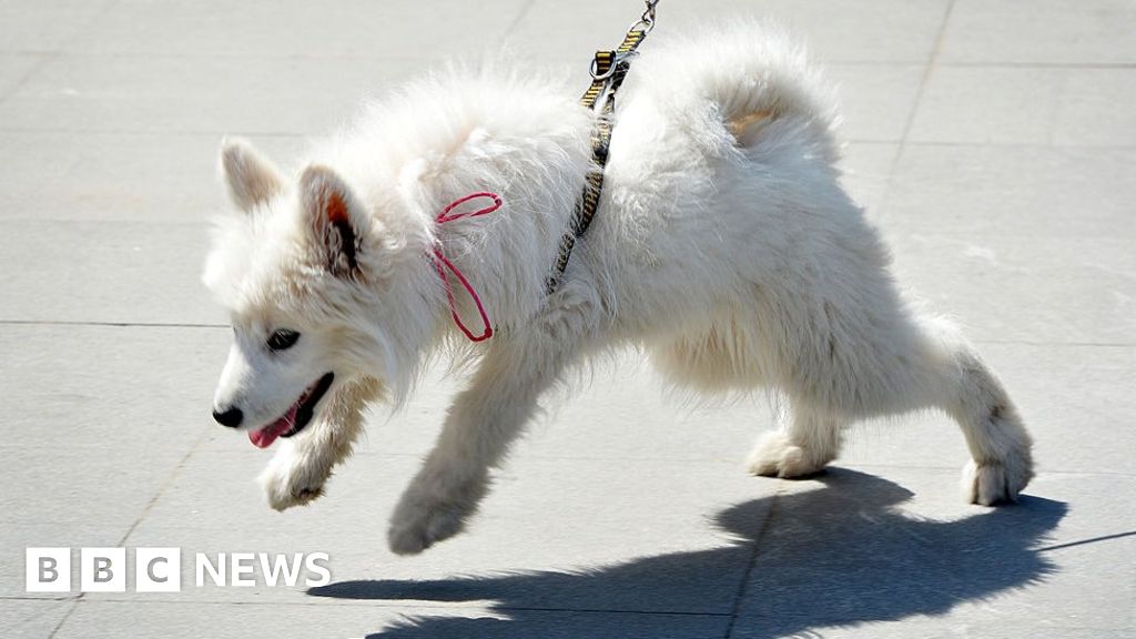 chinese-county-to-review-decision-to-ban-public-dog-walking