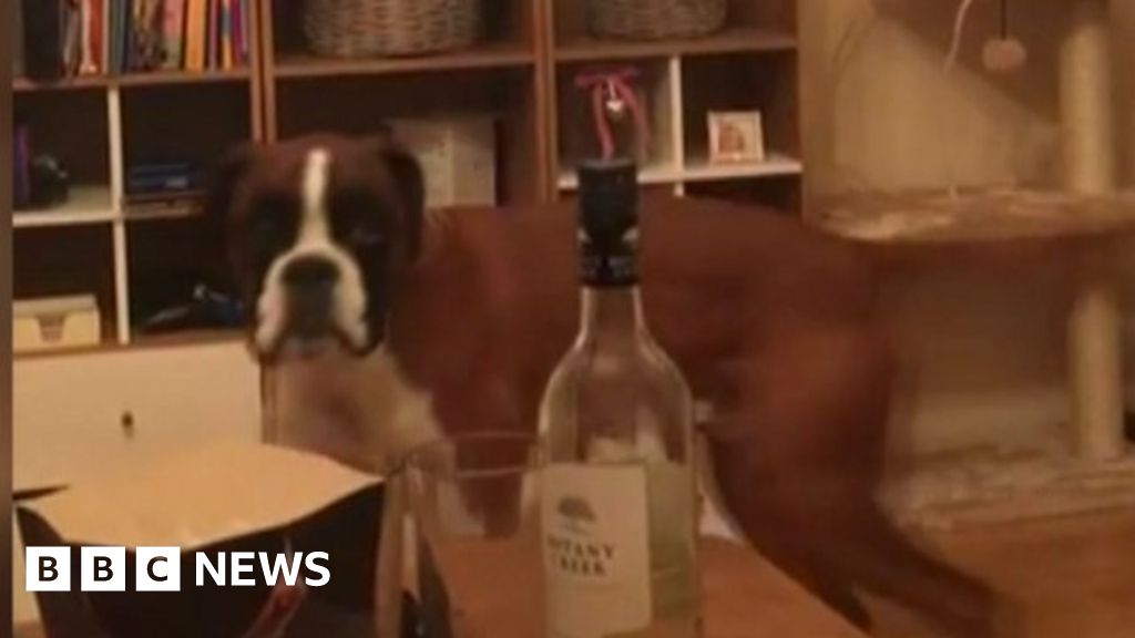 John Lewis advert viral fame for Buzz the bouncing boxer BBC News