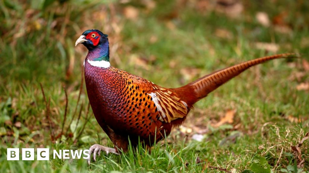 14 000 Game Birds Culled In Leven After Second Bird Flu Outbreak Bbc News