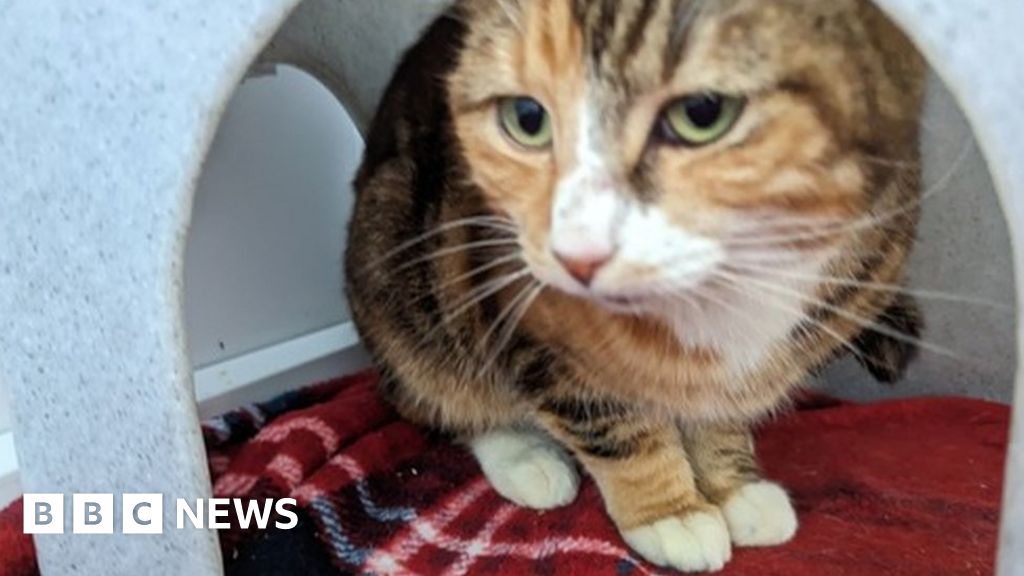 Port Talbot cat rescuers in court over filthy animal sanctuary