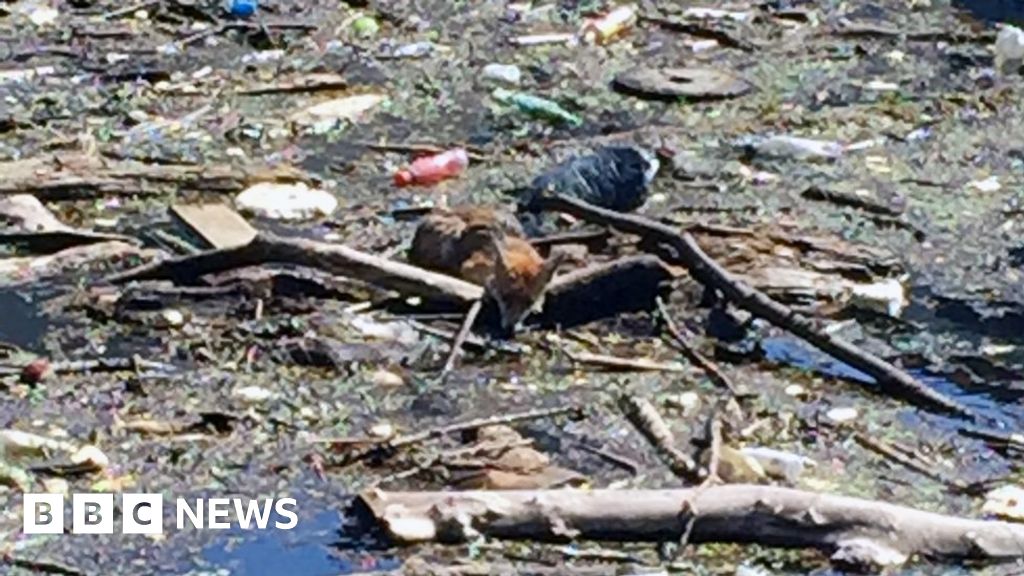 Stranded fox rescued from wastestrewn Water of Leith BBC News