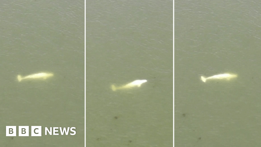 France mulls rescue plan for beluga whale stranded in River Seine