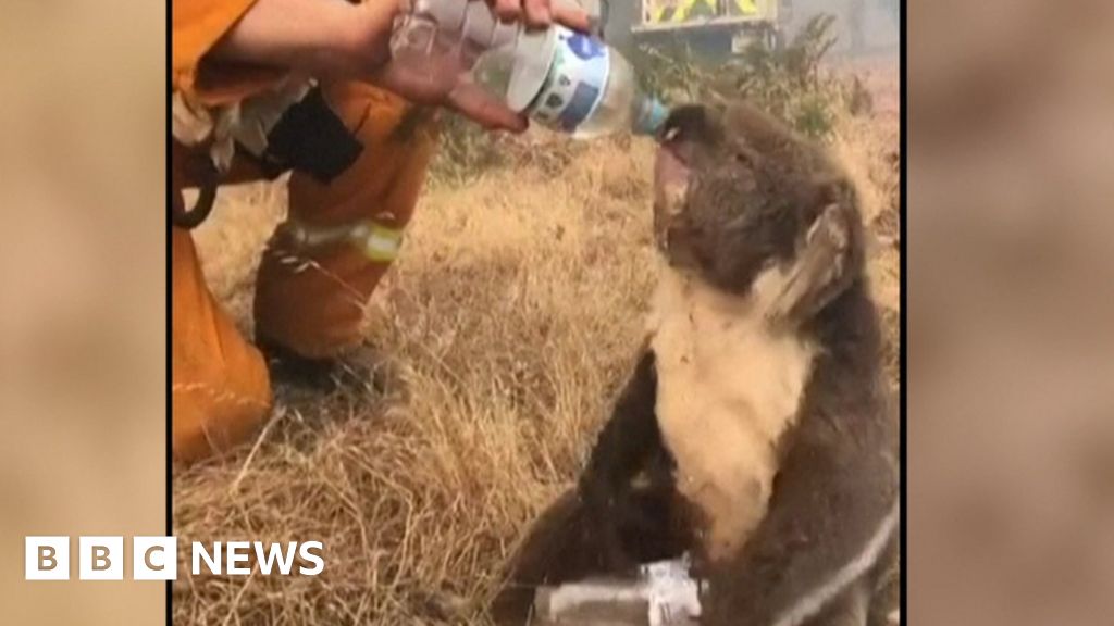 Koala Drinks From Water Bottle Amid Bushfires Bbc News