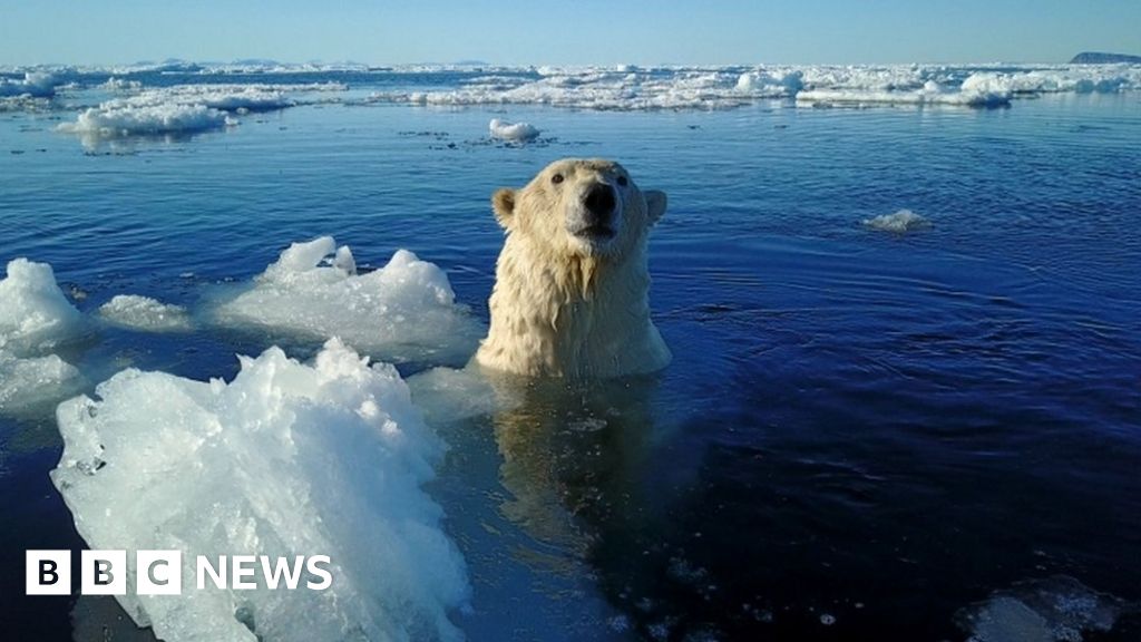 Polar bear shot dead after attacking cruise ship guard - BBC News