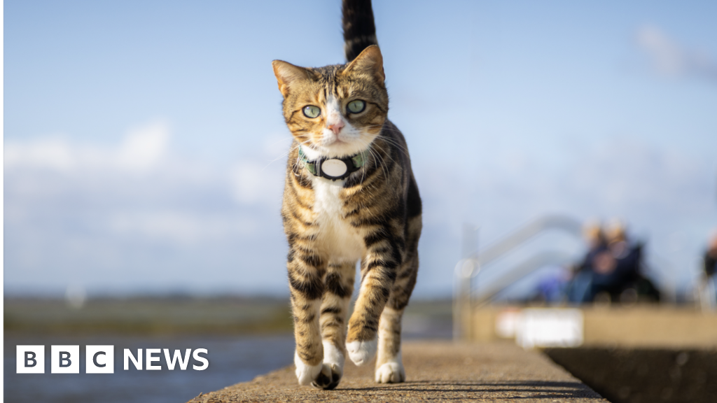 Max The Brightlingsea Cat Stars In Own 2024 Calendar    132065587 9 