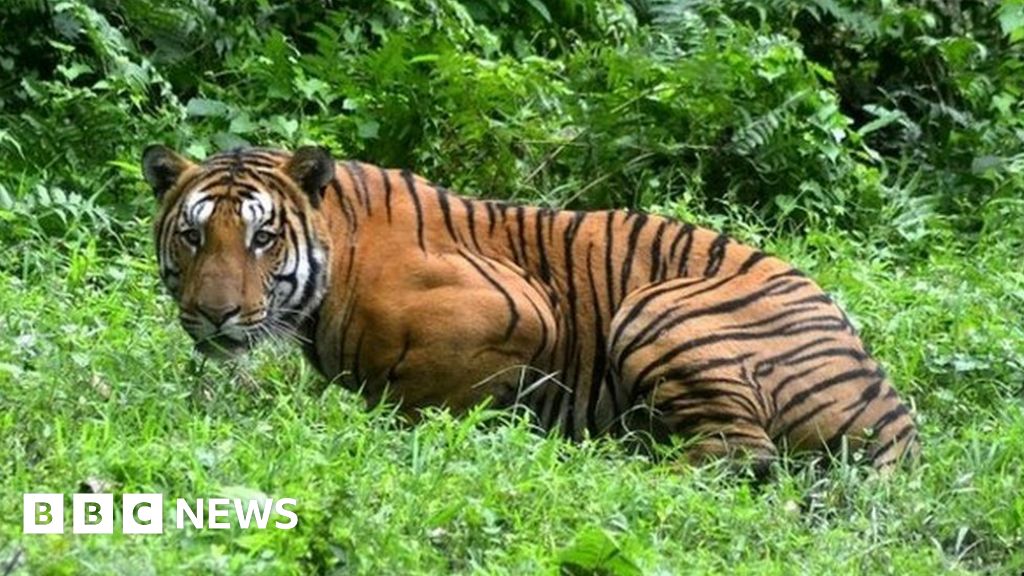 India tiger census shows rapid population growth thumbnail