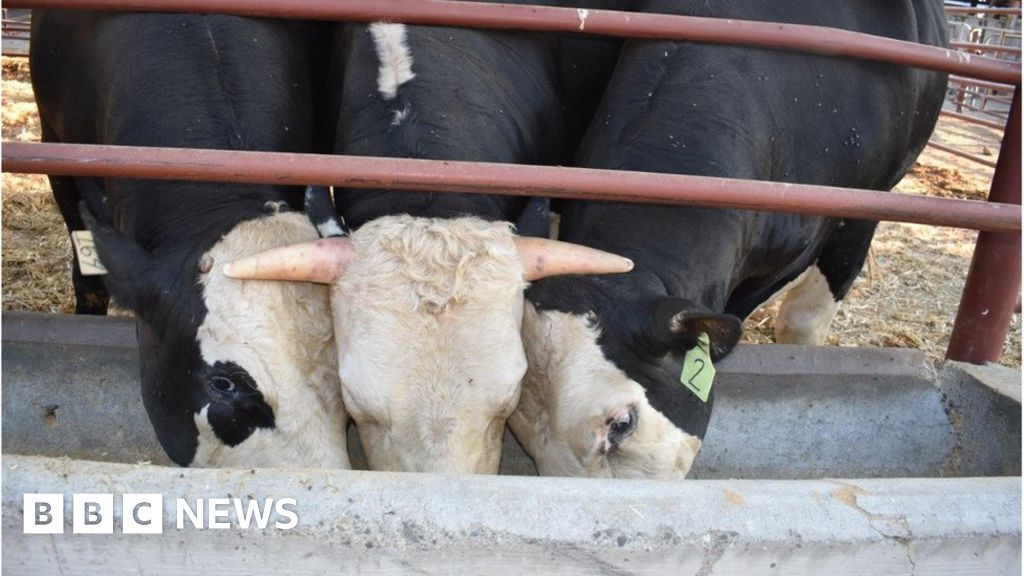 Genome-edited bull passes hornless gene to calves