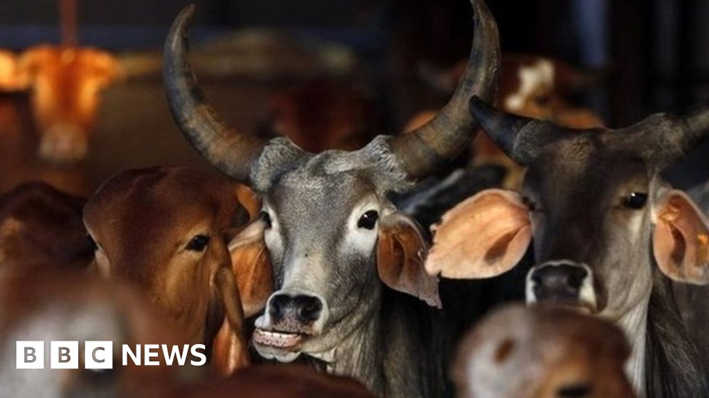 Why the humble cow is India's most polarising animal - BBC News