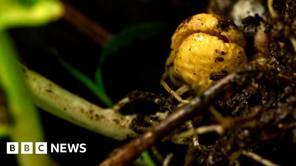 Pea Power Can The Humble Crop Save The Planet Bbc News