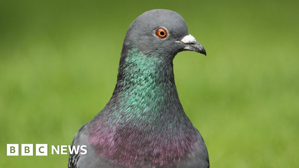 Why pigeons mean peril for satellite broadband