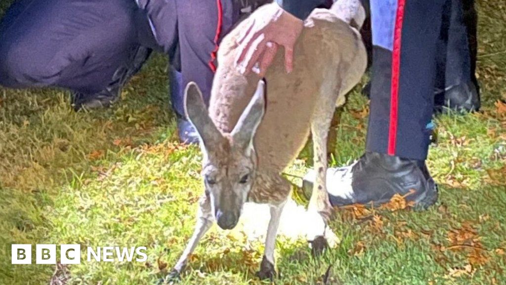 Canadian police catch fleeing kangaroo by the tail