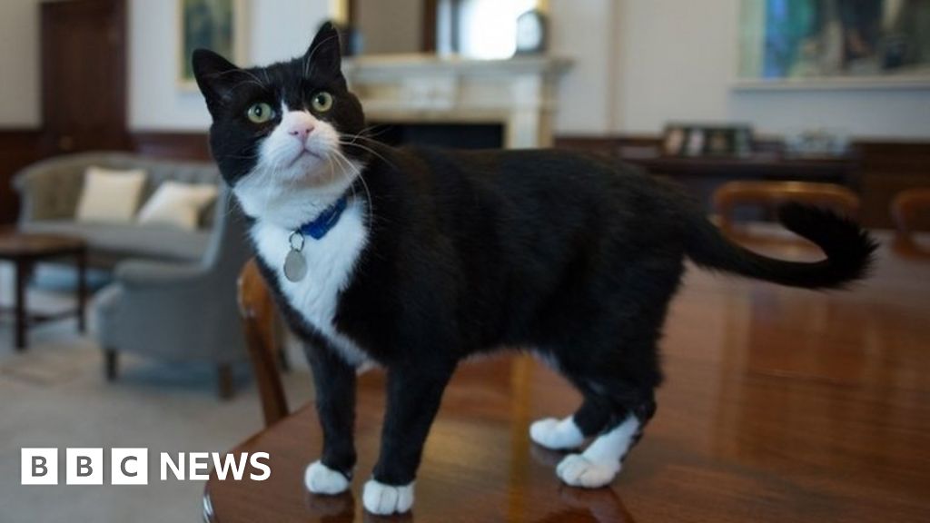 Foreign Office Cat Palmerston Retires To Countryside Bbc News
