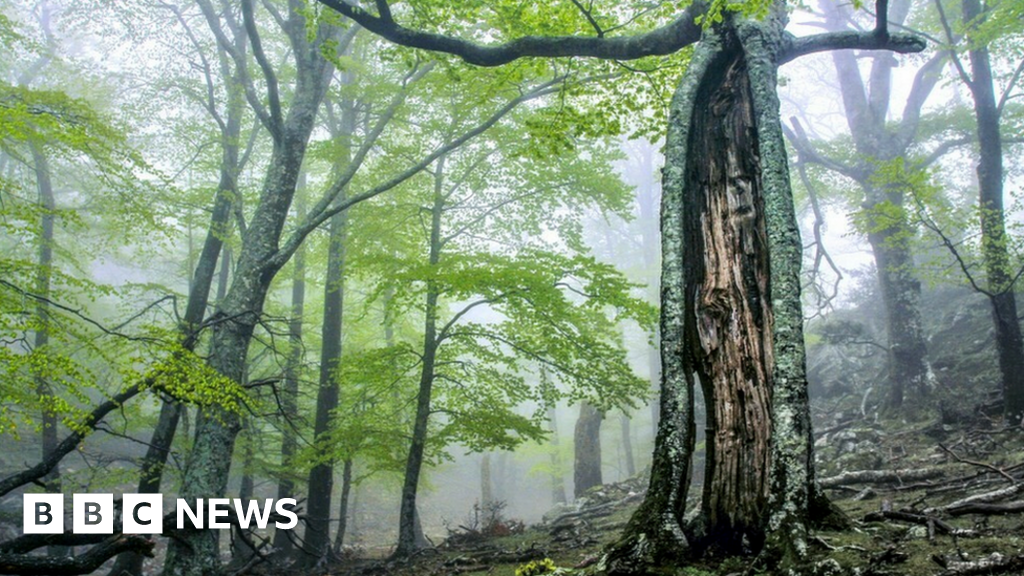Climate change: Human activity makes forests emit carbon