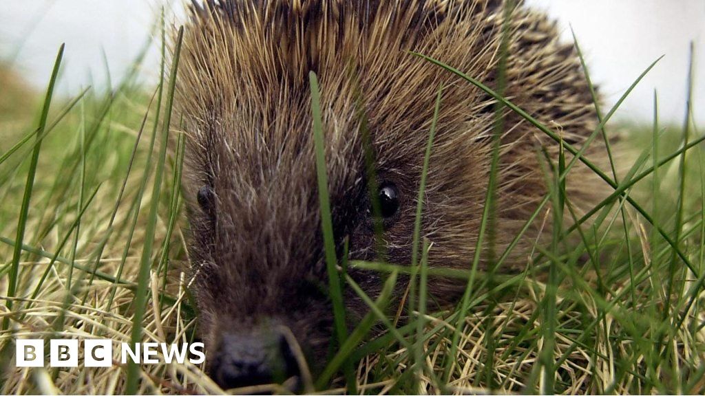 Can You Help Save The Hedgehog? - Bbc News