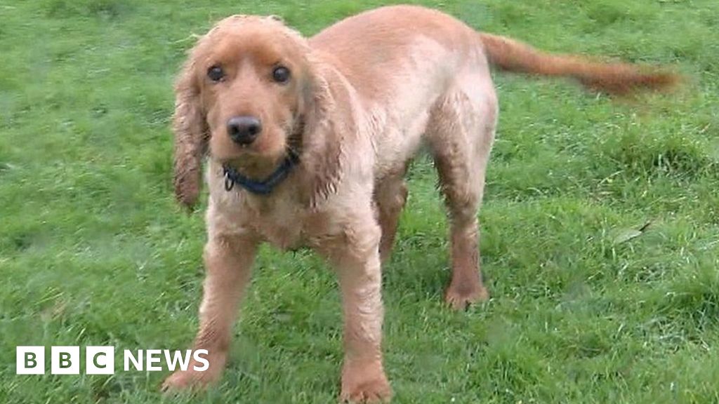 Meet the Cornwall 'lifer' dogs saved from death