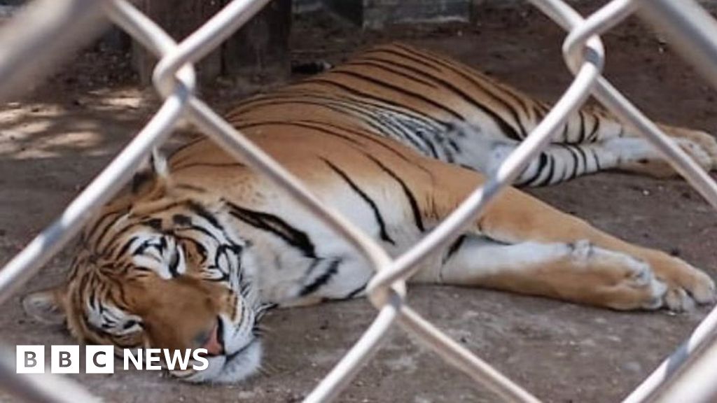 Mexico police seize dozens of exotic animals during raid