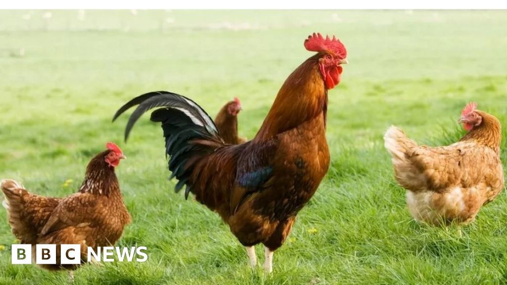 Bakewell Bird Flu Outbreak Promotes Zones of Protection