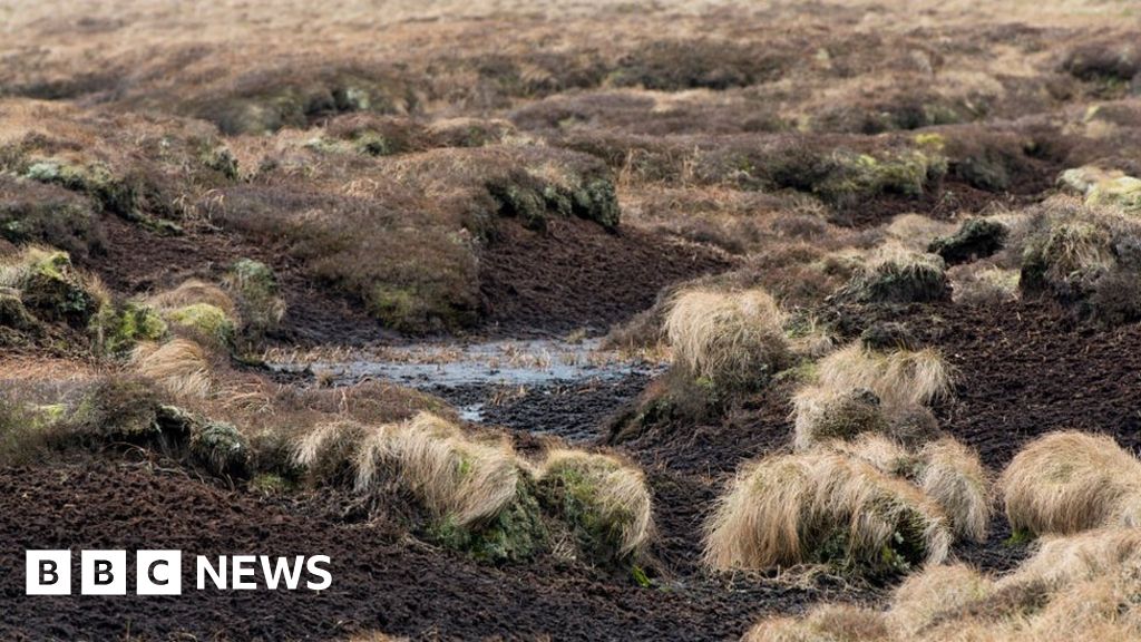 Climate change: UK peat emissions could cancel forest benefits