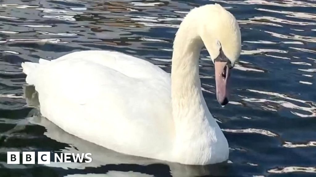 Norfolk Broad swans with bird flu symptoms to be euthanized