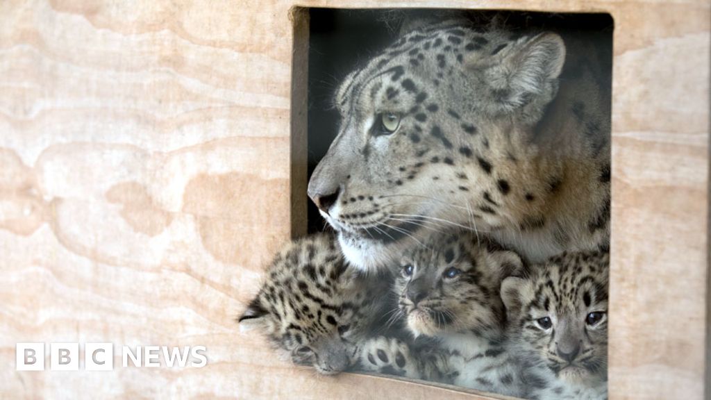 Park's snow leopard cub euthanised due to eye condition