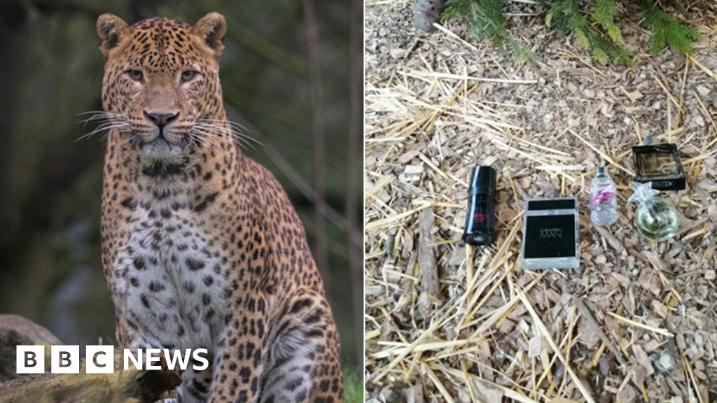 Calvin Klein perfume 'big hit' with Banham Zoo's big cats - BBC News