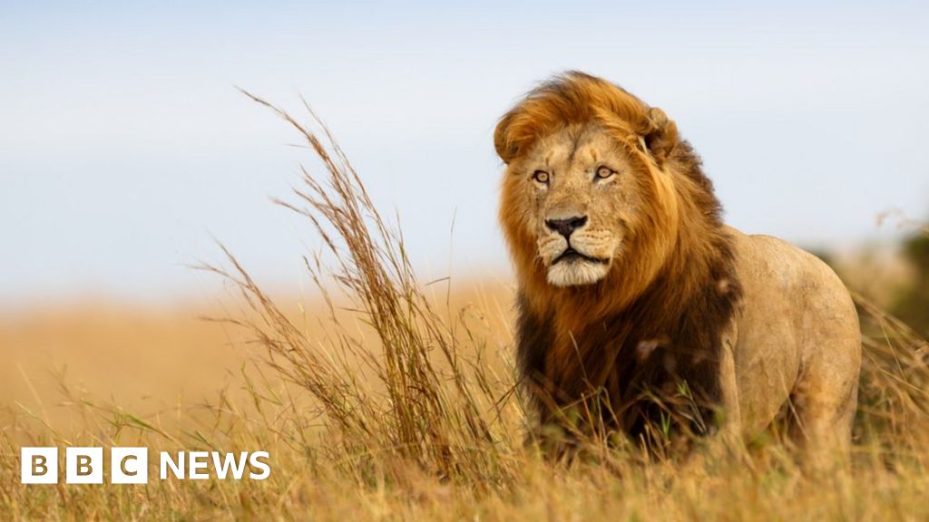 Scientists: Banning trophy hunting 'doesn't protect animals' - BBC News