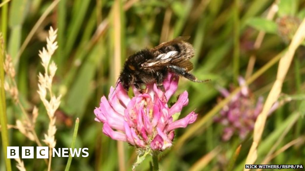 Short Haired Bumblebee Numbers Increase At Dungeness Bbc News