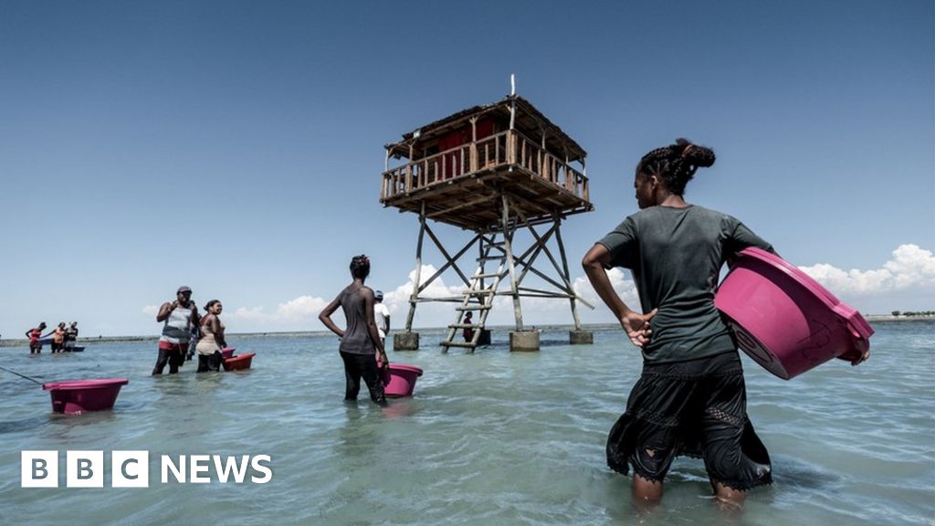 The Madagascar farmers trying to save sea cucumbers