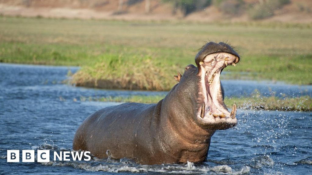 Toddler survives hippo attack in Uganda