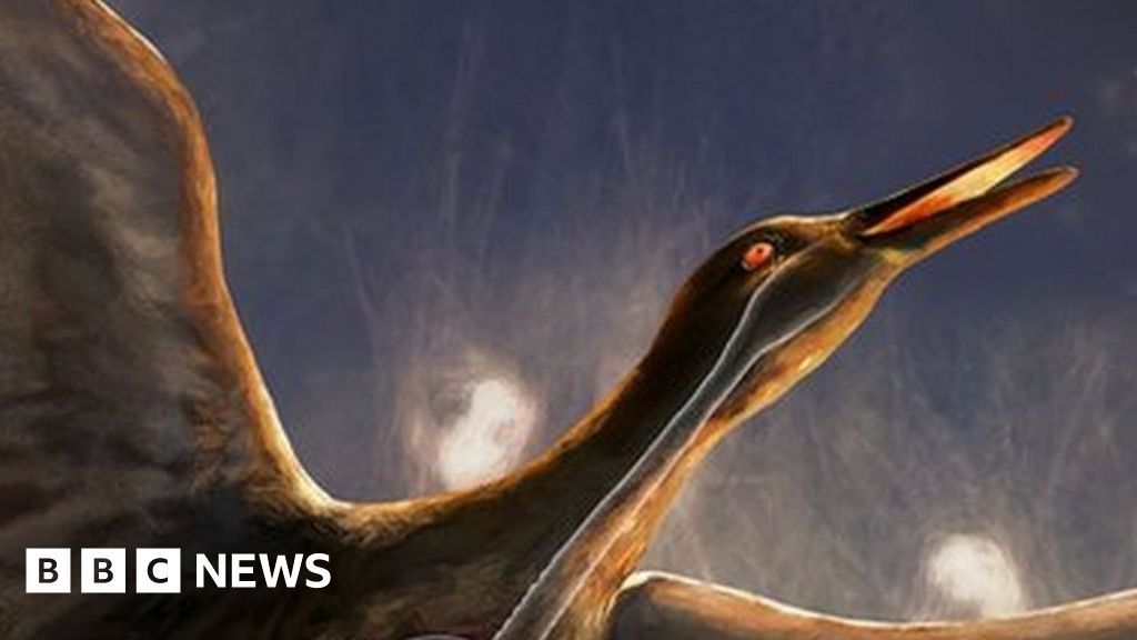 Fossil Sheds Light On Evolution Of Birdsong - BBC News